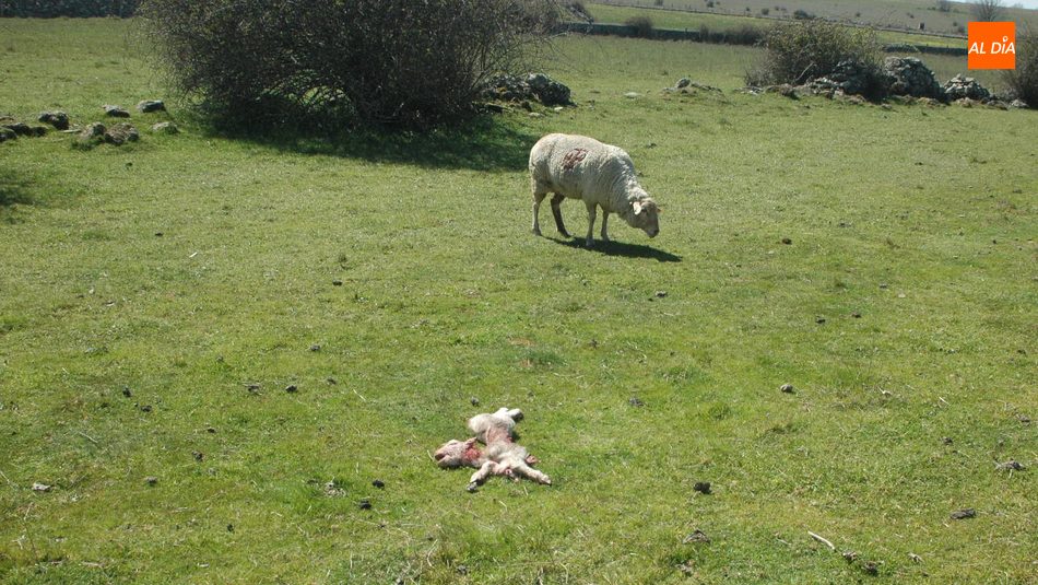 Uno de los corderos víctima de este último ataque de buitres al aganado en la comarca de Vitigudino