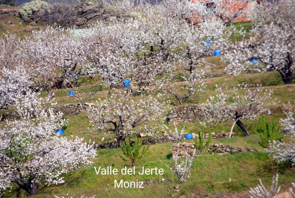 Foto 4 - La floración del cerezo en el Valle del Jerte llega puntual a su cita de cada primavera