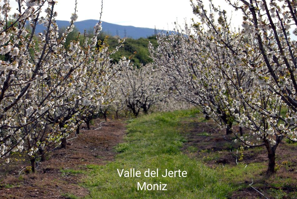Foto 3 - La floración del cerezo en el Valle del Jerte llega puntual a su cita de cada primavera