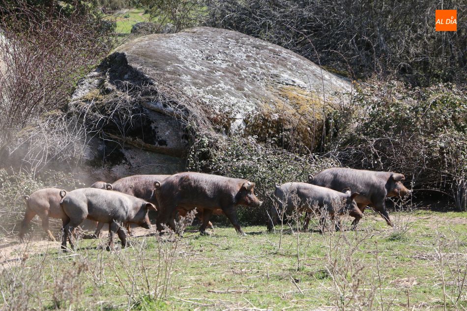 Foto 3 - Rollanejo, ejemplo de gestión de la dehesa a través de la ganadería y el turismo  