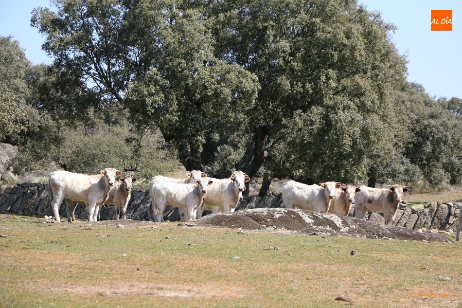 Foto 4 - Rollanejo, ejemplo de gestión de la dehesa a través de la ganadería y el turismo  