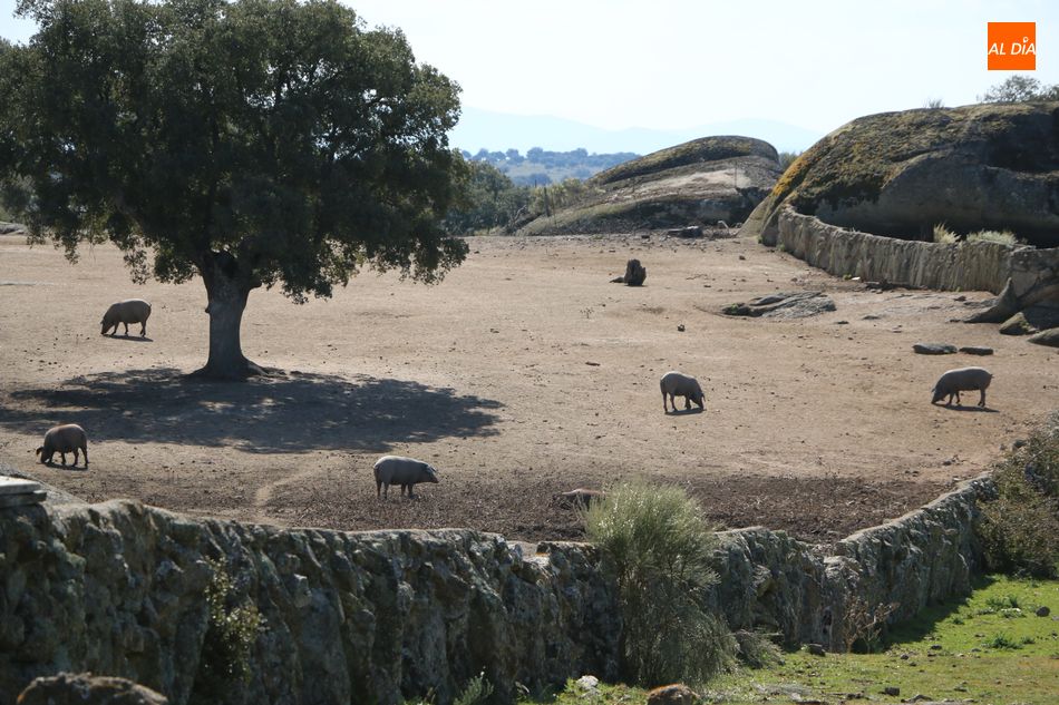 Foto 5 - Rollanejo, ejemplo de gestión de la dehesa a través de la ganadería y el turismo  