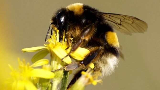 Los apicultores reclaman al Ministerio que potencie el plan de control contra la avispa asiática