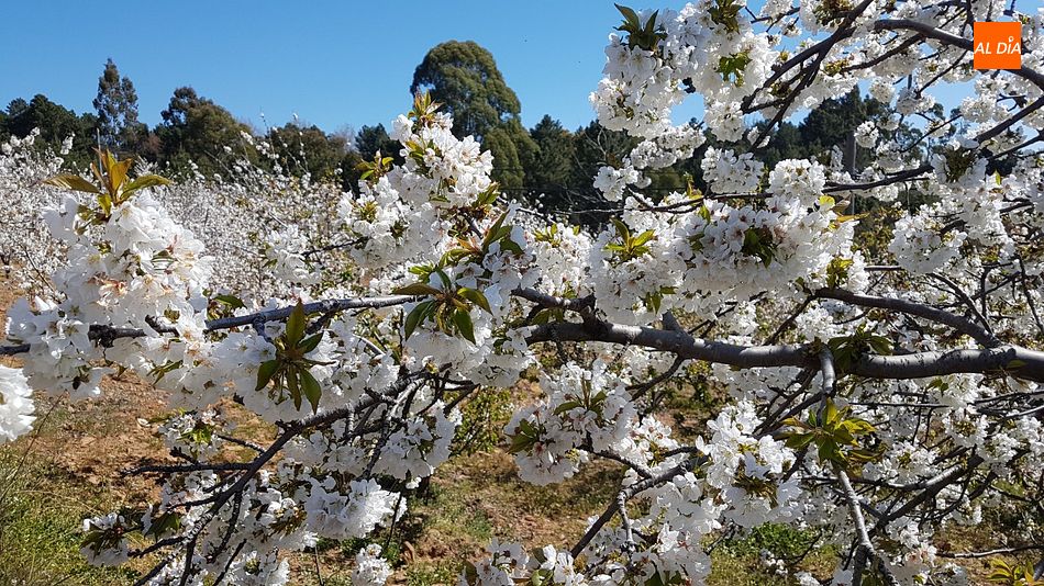 La Ruta de los Tres Ríos cuenta con numerosos cerezos en flor estos días