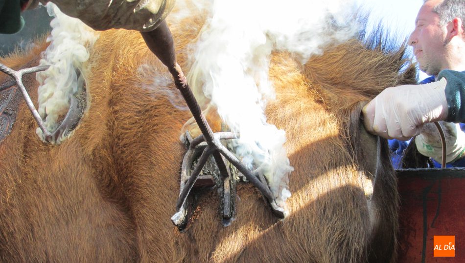 Hierro de la ganadería de Rollanejo colocado en la pata izquierda a la altura de la tapa / FOTOS: REYCONET.ES