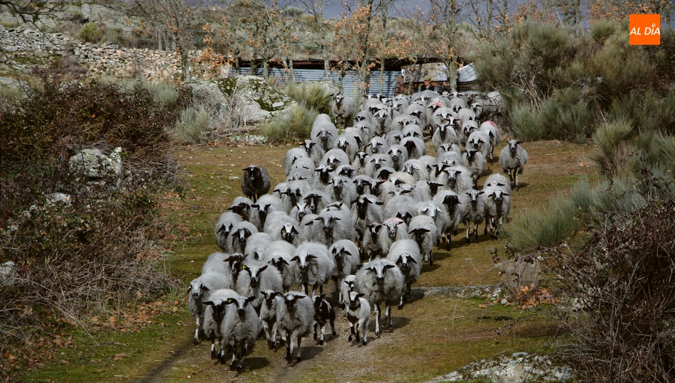 Rebaño de ovejas churras en Las Arribes