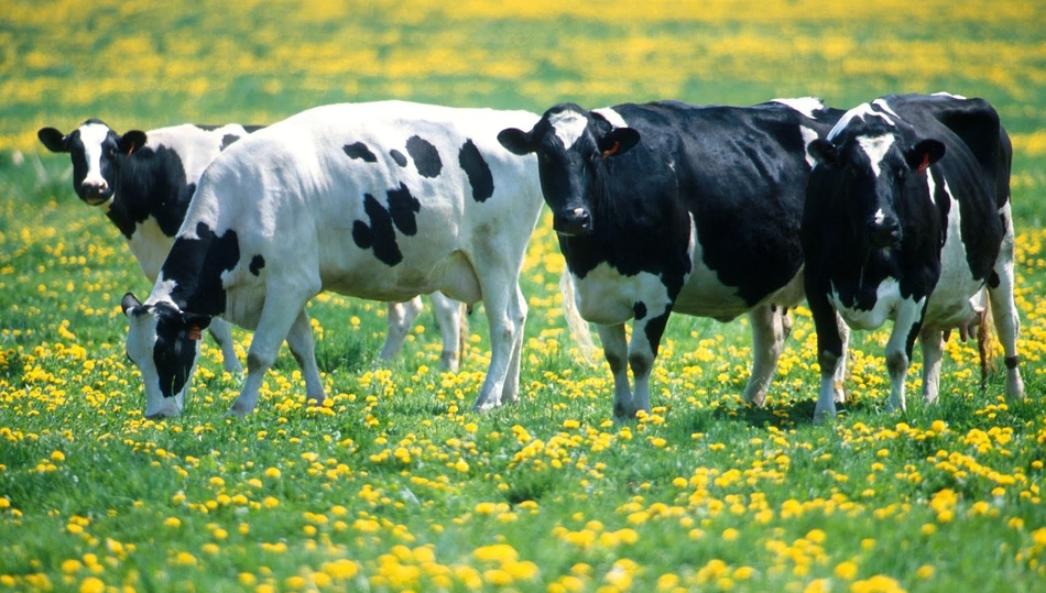 El ganadero español recibe casi 0,04 euros menos por litro de leche que la media de los ganaderos centroeuropeos