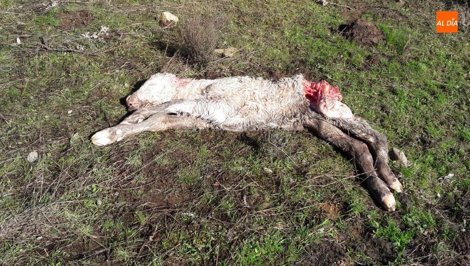 Un ternero en Gema e Yeltes, última víctima de los buitres en la comarca de Vitigudino