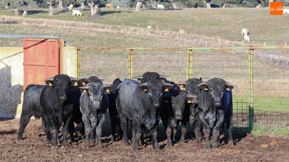 La investigación busca ayudar a los ganaderos a seleccionar como reproductores a animales de temperamento más dócil. Foto: Alberto Martín