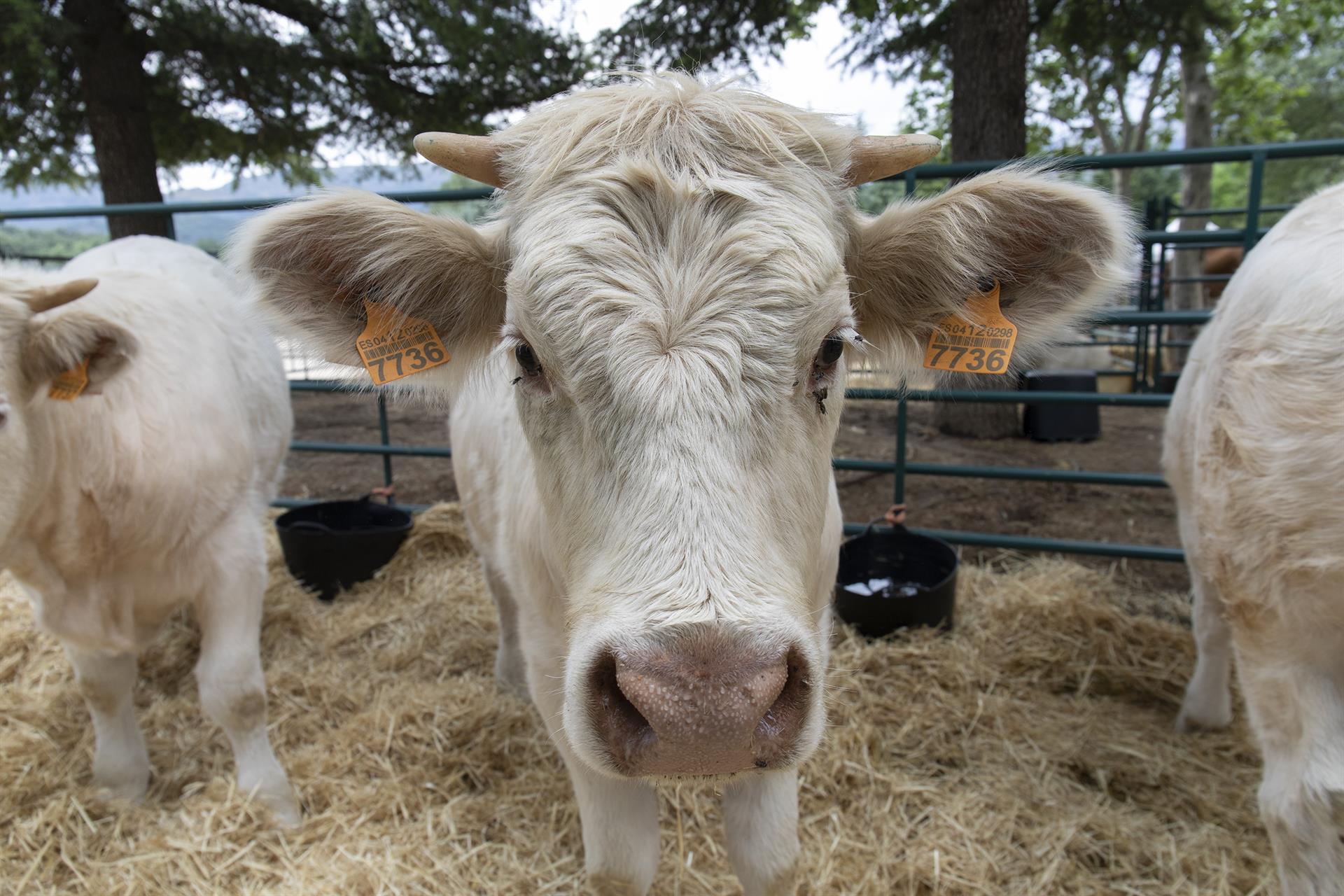 Imagen de una vaca charolesa. Foto: EP