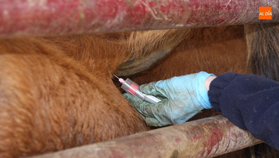 La tuberculosis bovina vuelve a ser una pesadilla para los ganaderos de la comarca de Vitigudino