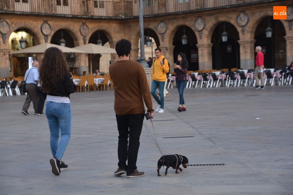 Unos vecinos pasean un perro en plena Plaza Mayor de Salamanca - Archivo