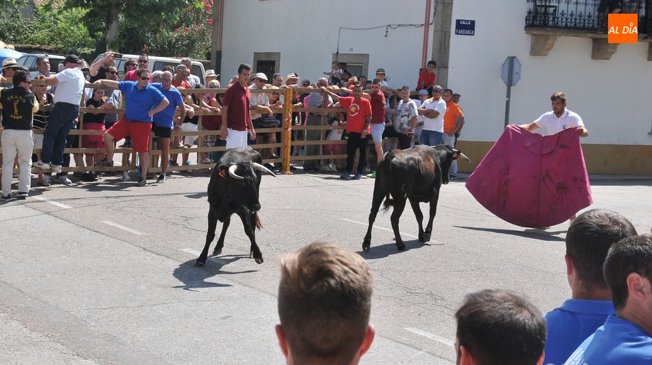 Foto 3 - Lumbrales despide las Fiestas de Toros con un entretenido encierro a caballo y la suelta de cuatro...