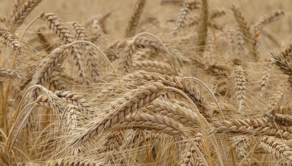 El trigo vuelve a subir junto a la cebada como consecuencia de la especulación de intermediarios