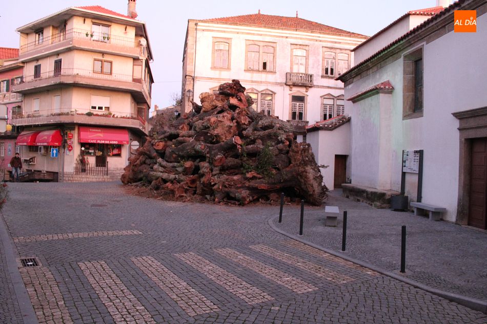 Foto 4 - Penamacor mantiene la tradición del mayor madero de Portugal, este año online  