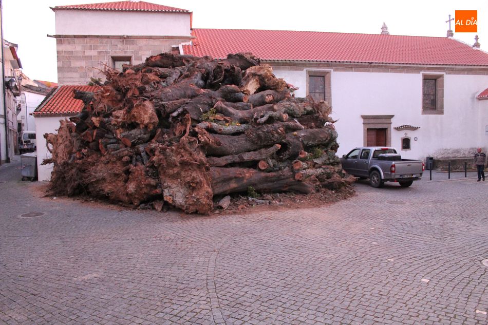 Foto 2 - Penamacor mantiene la tradición del mayor madero de Portugal, este año online  