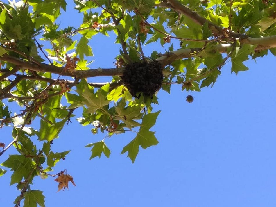 Foto 3 - Las abejas ponen su nueva colmena en el patio del colegio Miguel de Cervantes
