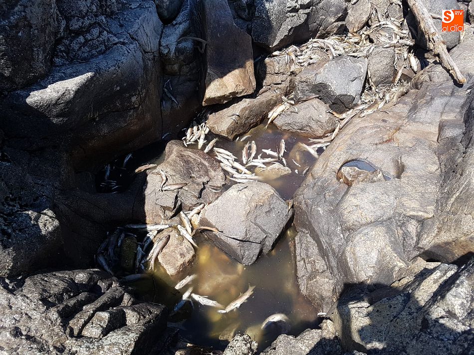 Foto 2 - Aparecen cientos de peces muertos en el entorno del salto de San Fernando 