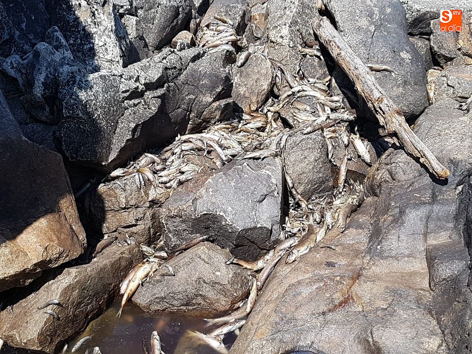 Foto 3 - Aparecen cientos de peces muertos en el entorno del salto de San Fernando 