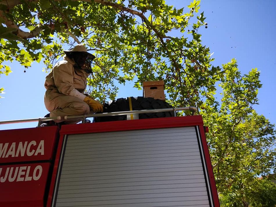 Los bomberos de Guijuelo retiraron la colmena del patio del colegio Miguel de Cervantes