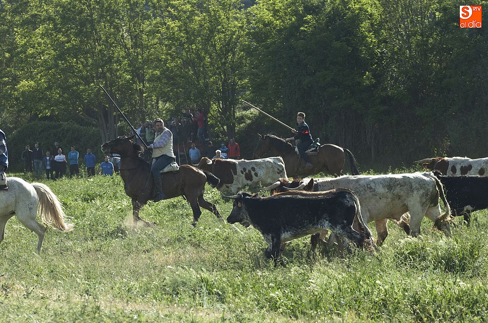 Foto 5 - Larga tarde taurina en Águeda con un encierro que se prolongó más de dos horas  