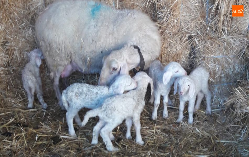 Tanto la madre como sus cinco corderos se encuentran en perfecto estado