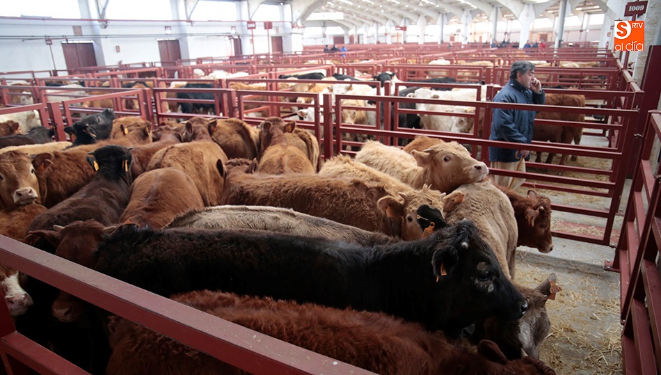 Una de las naves que cada lunes acoge ganado bovino en el recinto del Mercado. Fotos: Alejandro lópez