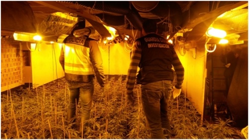 Foto 2 - Desarticulado un grupo criminal chino dedicado a la producción y venta de marihuana