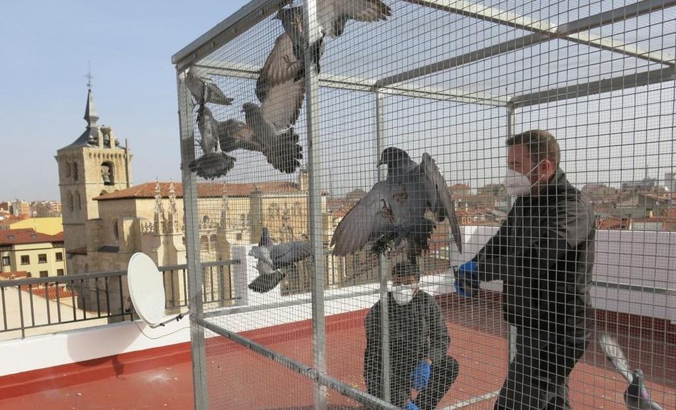La empresa salmantina Abiocontrol se encarga de la retirada de las palomas con jaulas - DB