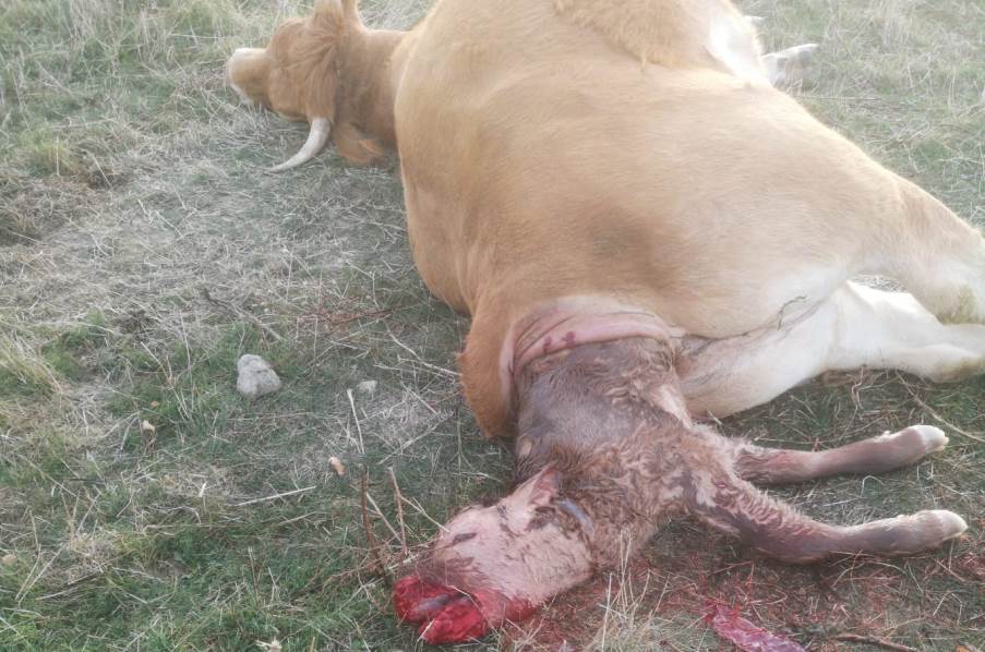 Foto 2 - Una vaca y dos terneros muertos por ataques de buitres y meloncillos en San Pedro de los Rozados  ...