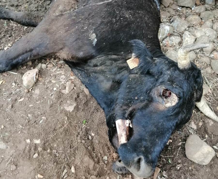 Estado de la vaca muerta tras el ataque de los buitres