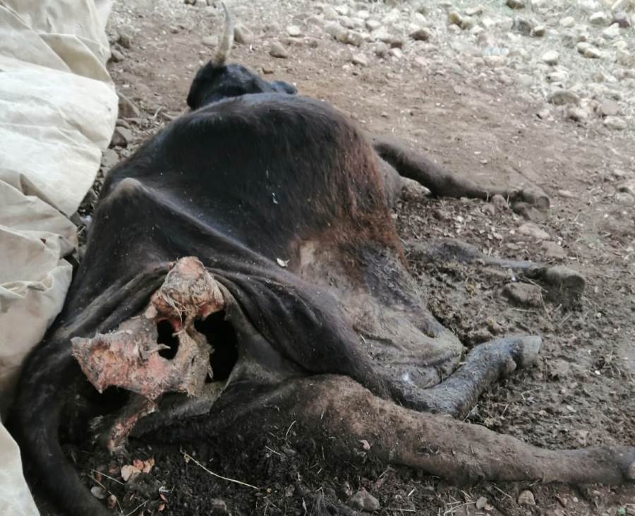 Foto 2 - Los buitres matan a una vaca y dejan en los huesos al ternero recién parido en Morasverdes
