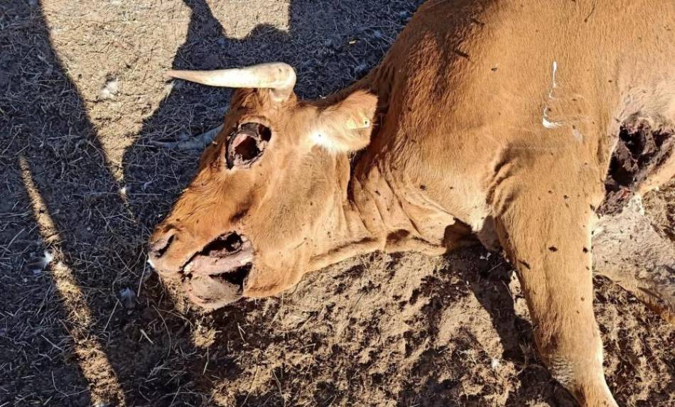 Estado de una vaca limusina preñada en una finca de Bercimuelle, tras un ataque de buitres, en este mes de octubre