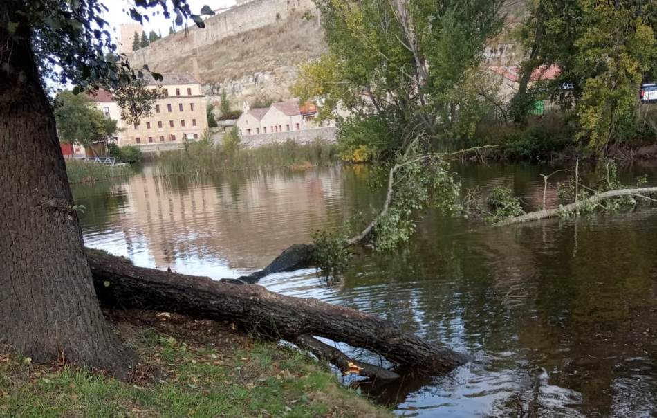 Foto 5 - Retirados una decena de árboles en mal estado o caídos al río en el entorno de El Picón  