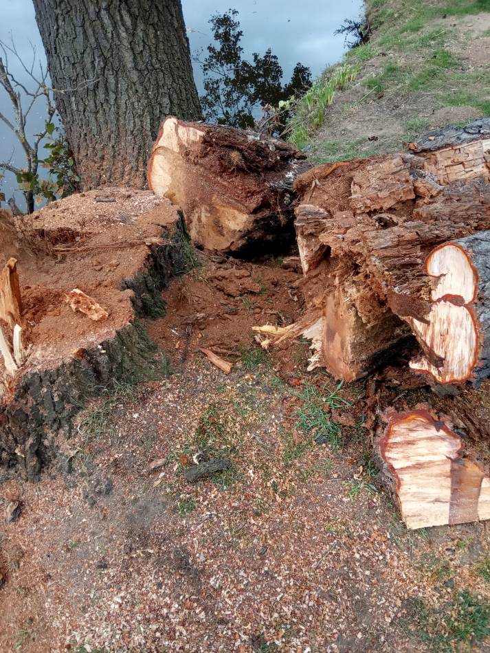 Foto 3 - Retirados una decena de árboles en mal estado o caídos al río en el entorno de El Picón  