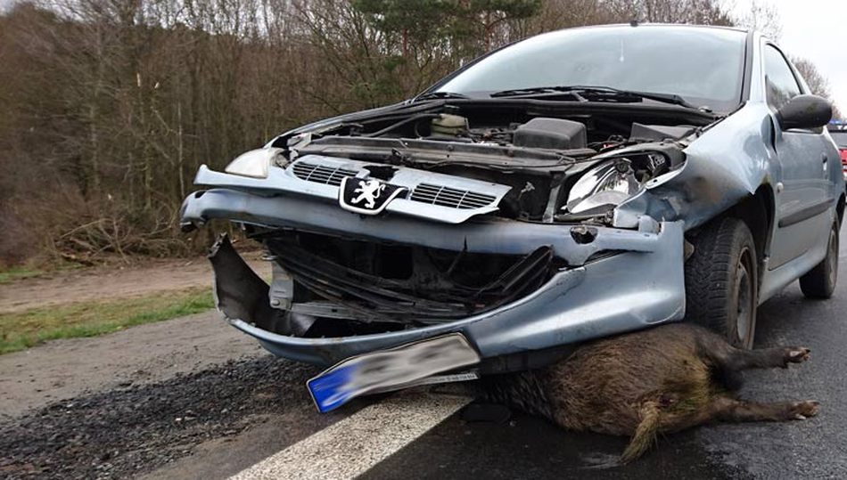 Accidente provocado por un jabalí / FOTO: JARAYSEDAL.ES