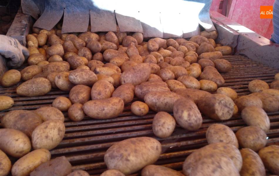 Foto 3 - Portugal demanda patata roja española  