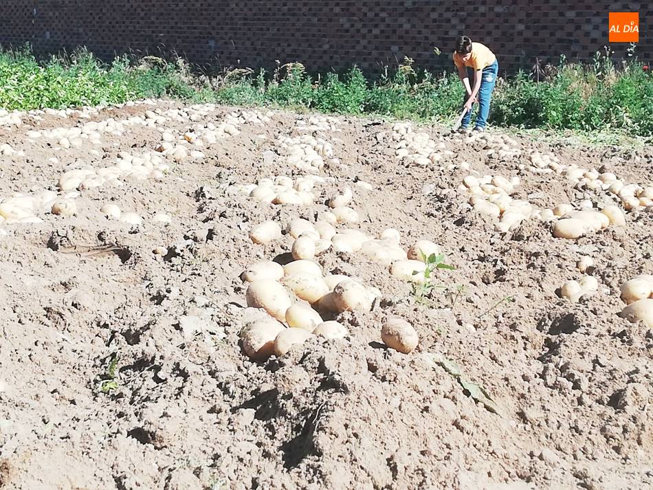 Foto 5 - Cosechan las primeras patatas de la provincia en Cantalpino