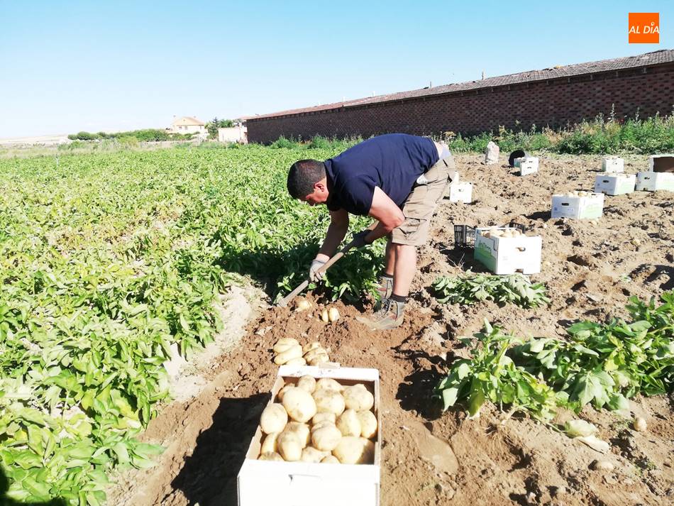 Foto 4 - Cosechan las primeras patatas de la provincia en Cantalpino
