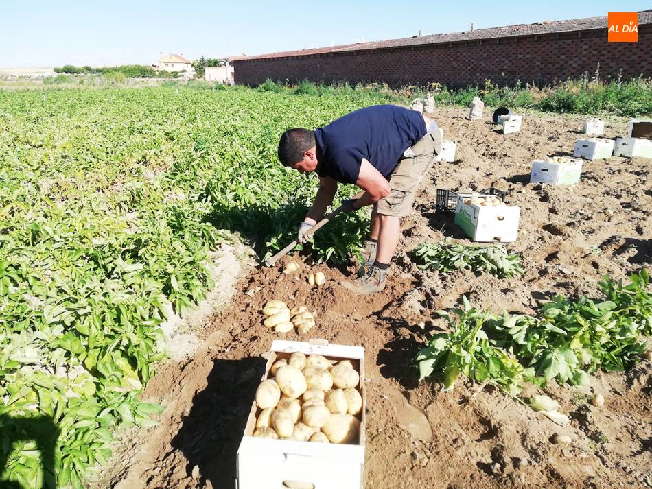 Foto 3 - Cosechan las primeras patatas de la provincia en Cantalpino