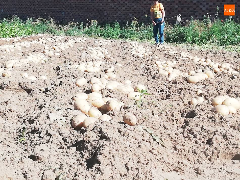 Foto 2 - Cosechan las primeras patatas de la provincia en Cantalpino
