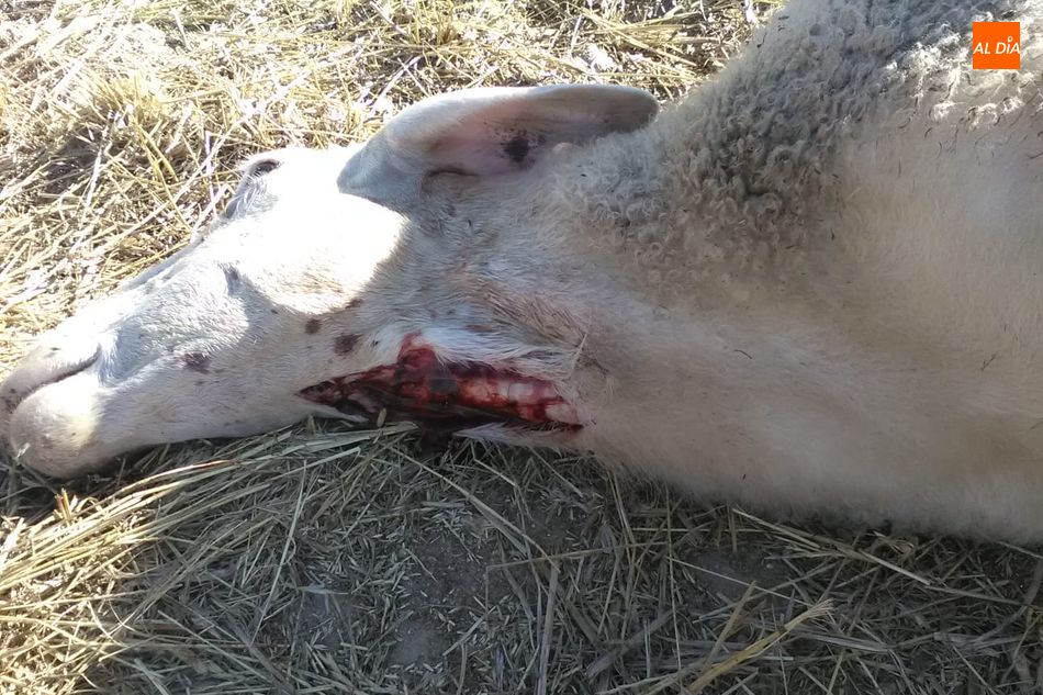 Foto 3 - Segundo ataque de lobo a una explotación de ovino en Villasbuenas en menos de un mes  