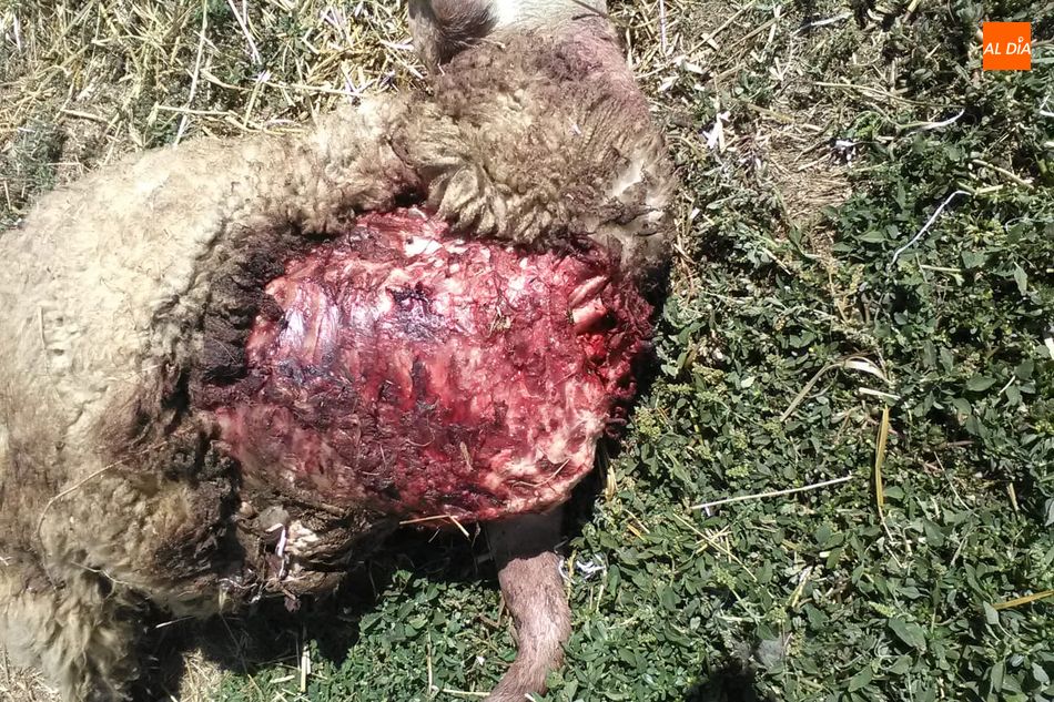 Foto 2 - Segundo ataque de lobo a una explotación de ovino en Villasbuenas en menos de un mes  
