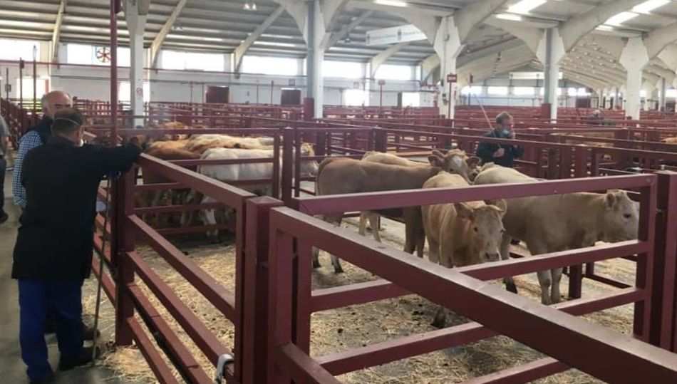 Escasa afluencia al mercado de ganado con 877 animales para vida / ARCHIVO