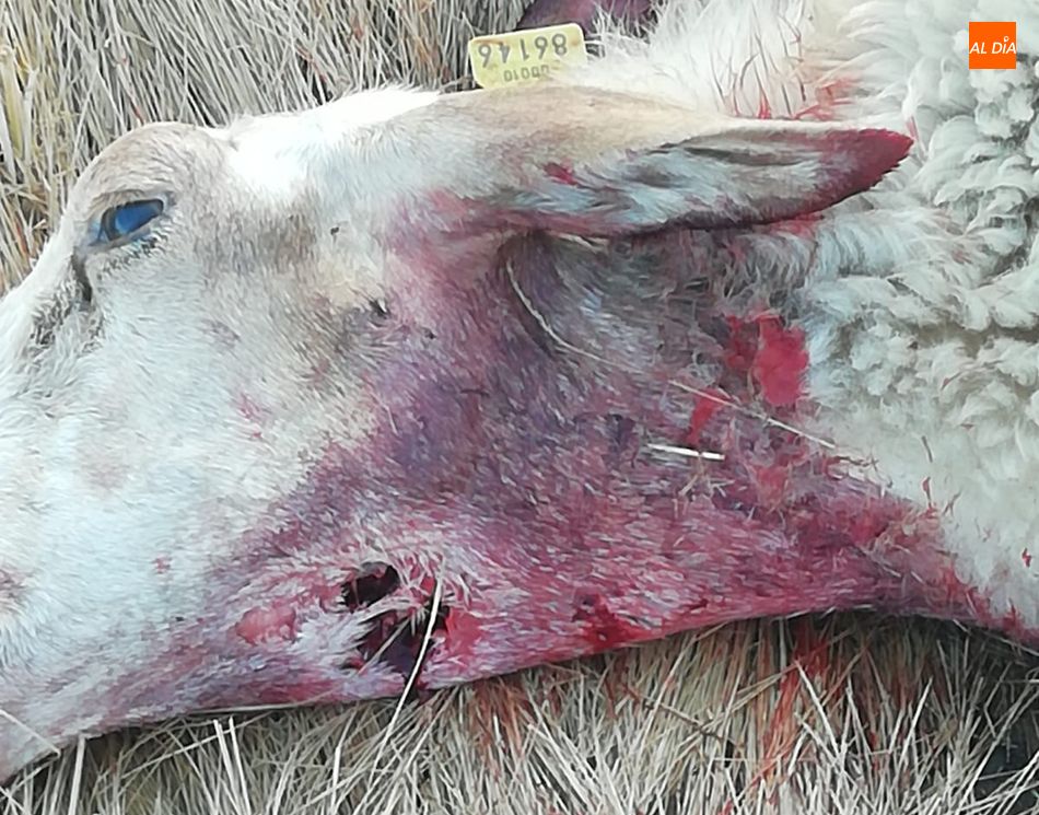 Dos ovejas muertas más por el lobo, ahora en Cerezal de Peñahorcada