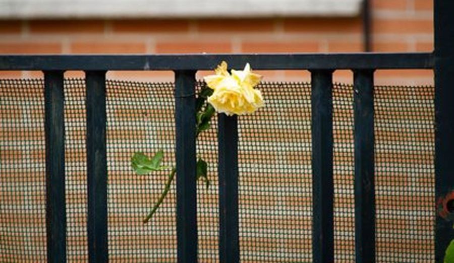 Una flor en el domicilio de la mujer asesinada en Valladolid por presunta violencia de género. Foto EP