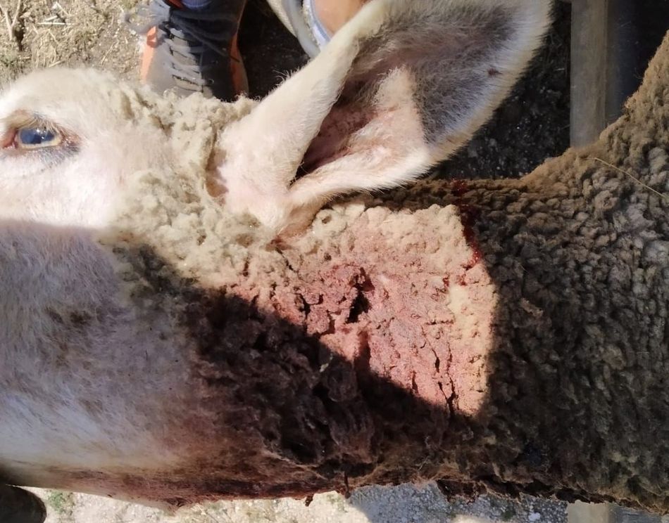 Foto 3 - Un nuevo ataque de lobo en Villasbuenas deja tres ovejas muertas  