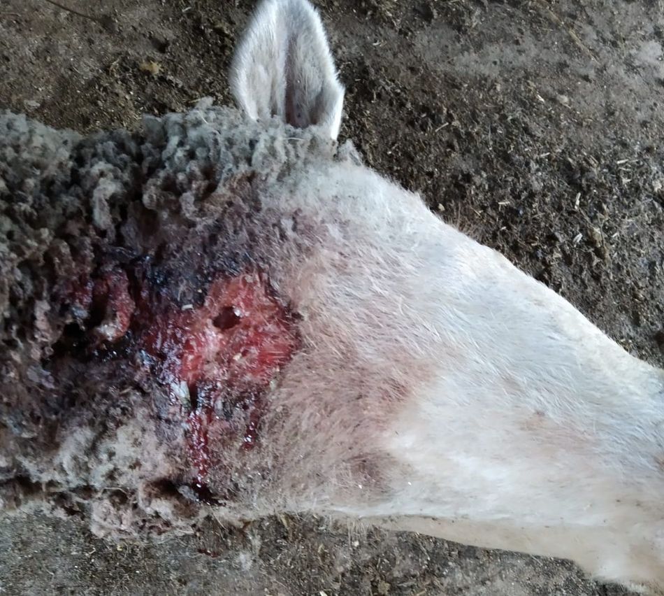 Foto 2 - Un nuevo ataque de lobo en Villasbuenas deja tres ovejas muertas  