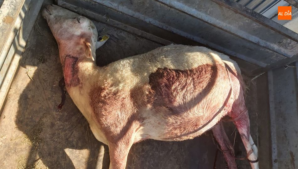 Una oveja muerta y siete heridas, resultado de este ataque de lobo en Mieza