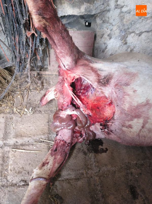 Foto 6 - El lobo regresa a Mieza y deja una oveja muerta y seis heridas  